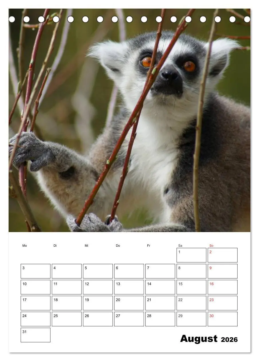 Bild: 9783516432183 | Katta Terminplaner (Tischkalender 2026 DIN A5 hoch), CALVENDO...