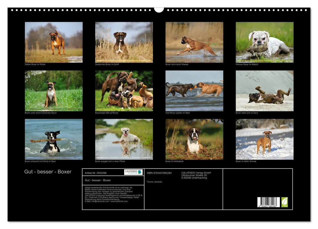 Bild: 9783457882283 | Gut - besser - Boxer (Wandkalender 2026 DIN A2 quer), CALVENDO...