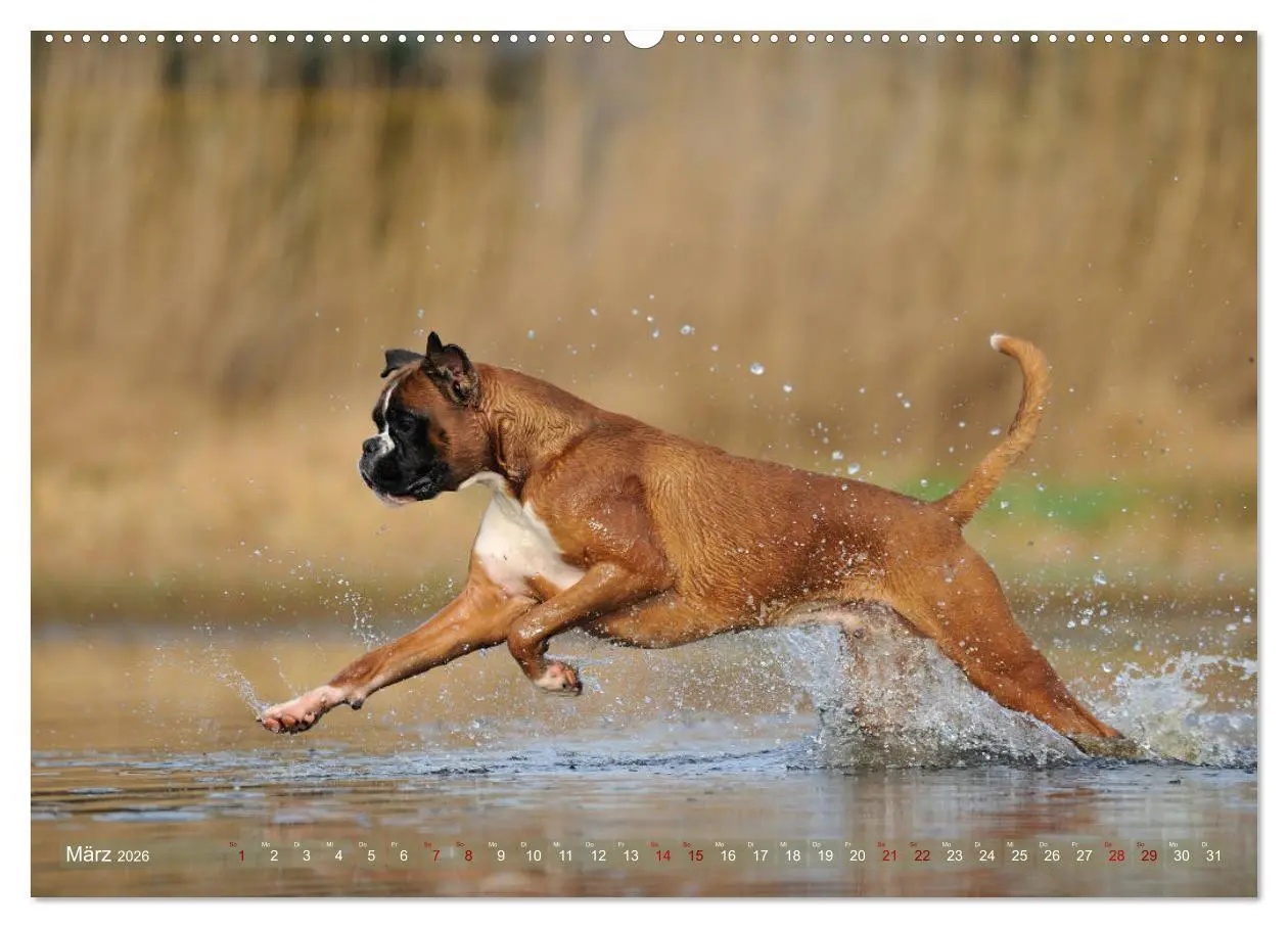 Bild: 9783457882283 | Gut - besser - Boxer (Wandkalender 2026 DIN A2 quer), CALVENDO...