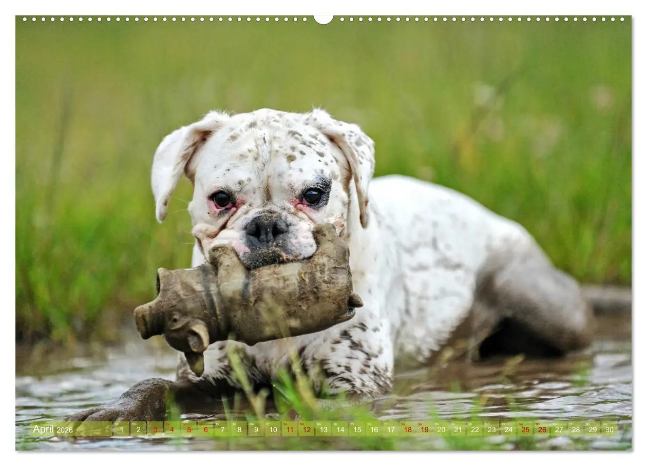 Bild: 9783457882283 | Gut - besser - Boxer (Wandkalender 2026 DIN A2 quer), CALVENDO...