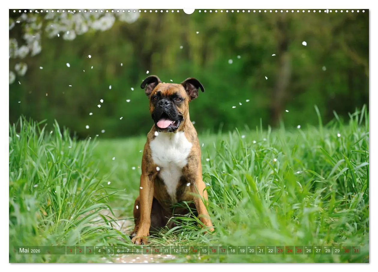 Bild: 9783457882283 | Gut - besser - Boxer (Wandkalender 2026 DIN A2 quer), CALVENDO...