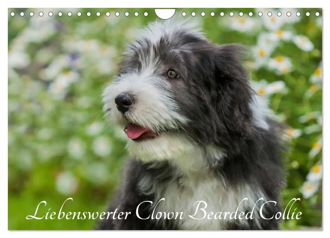 Cover: 9783516032383 | Liebenswerter Clown Bearded Collie (Wandkalender 2026 DIN A4 quer),...