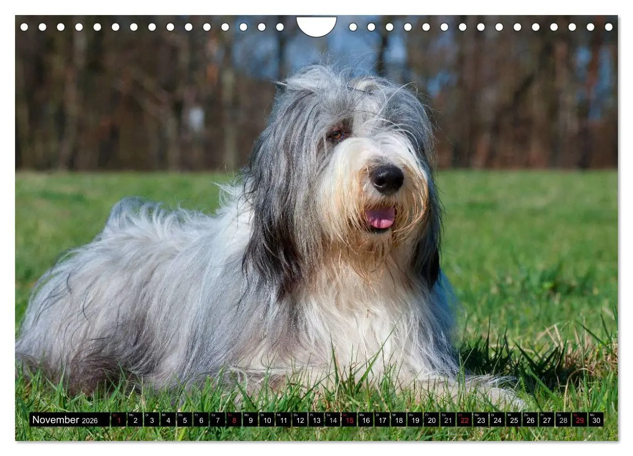 Bild: 9783516032383 | Liebenswerter Clown Bearded Collie (Wandkalender 2026 DIN A4 quer),...