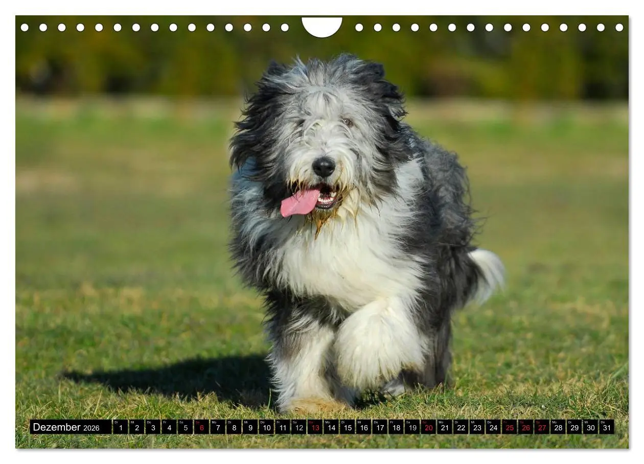 Bild: 9783516032383 | Liebenswerter Clown Bearded Collie (Wandkalender 2026 DIN A4 quer),...
