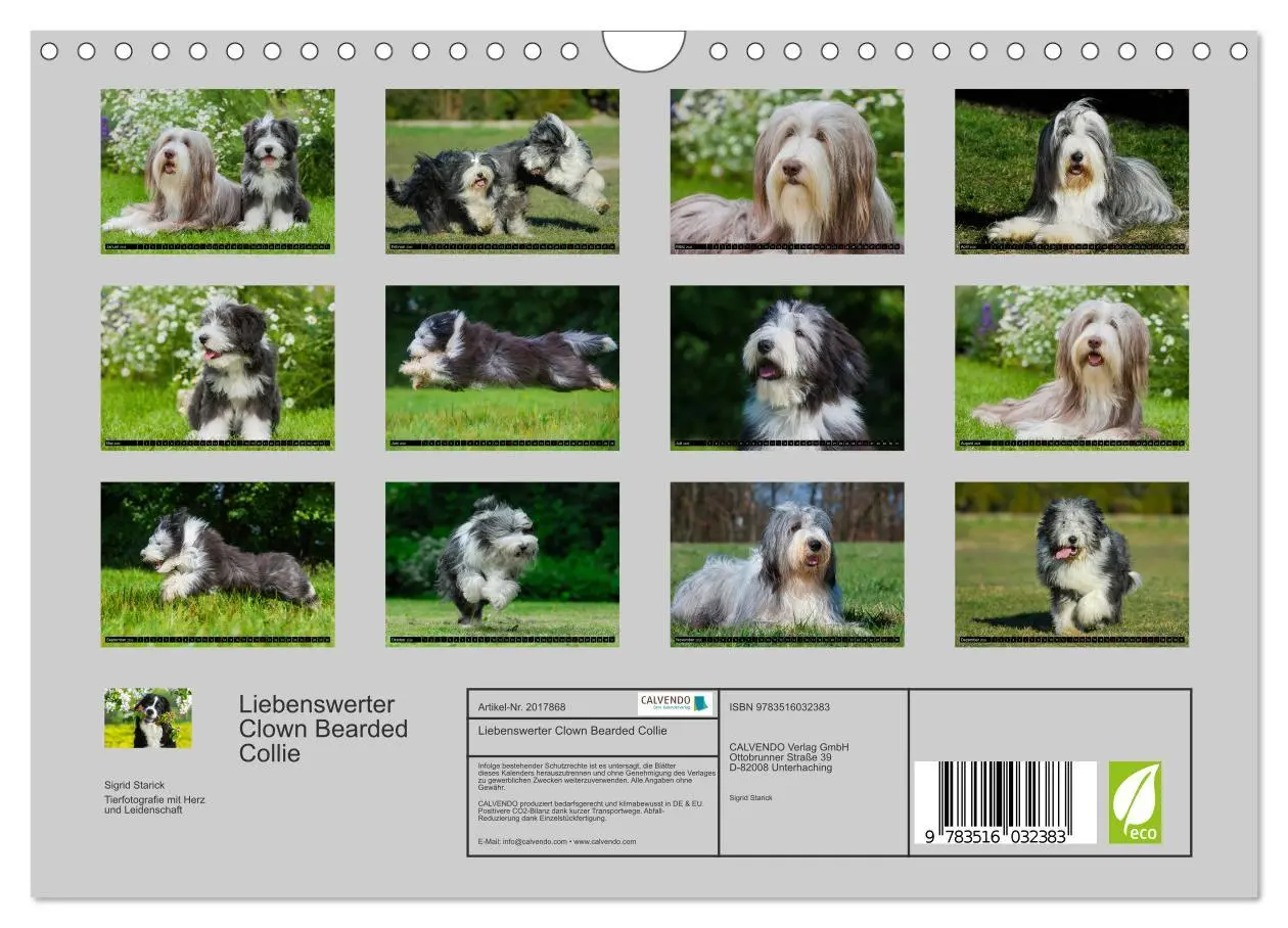 Bild: 9783516032383 | Liebenswerter Clown Bearded Collie (Wandkalender 2026 DIN A4 quer),...