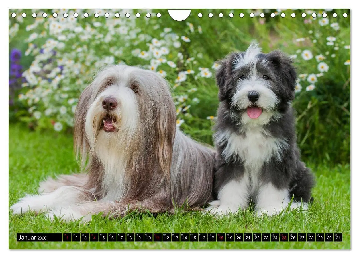 Bild: 9783516032383 | Liebenswerter Clown Bearded Collie (Wandkalender 2026 DIN A4 quer),...