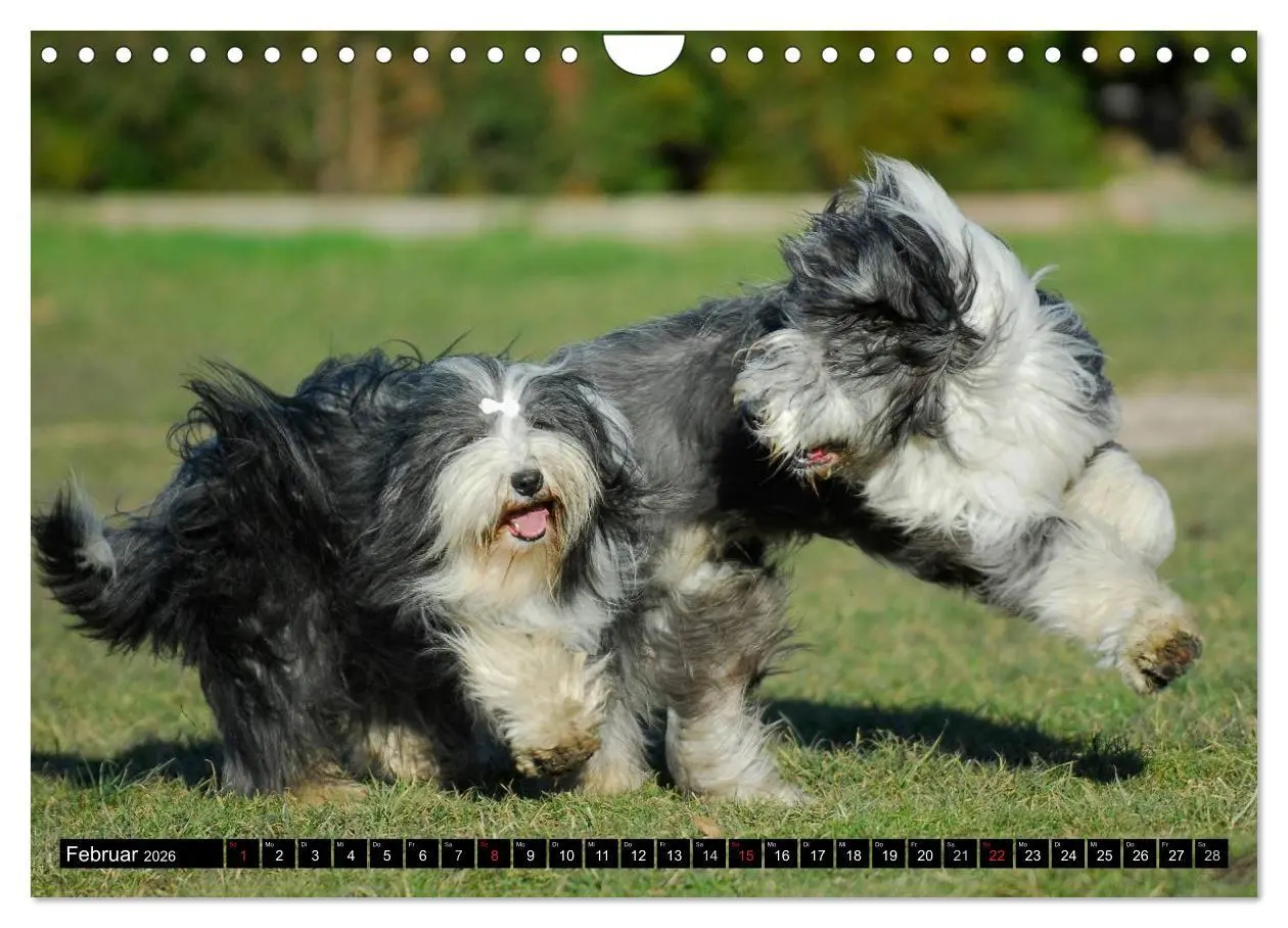 Bild: 9783516032383 | Liebenswerter Clown Bearded Collie (Wandkalender 2026 DIN A4 quer),...