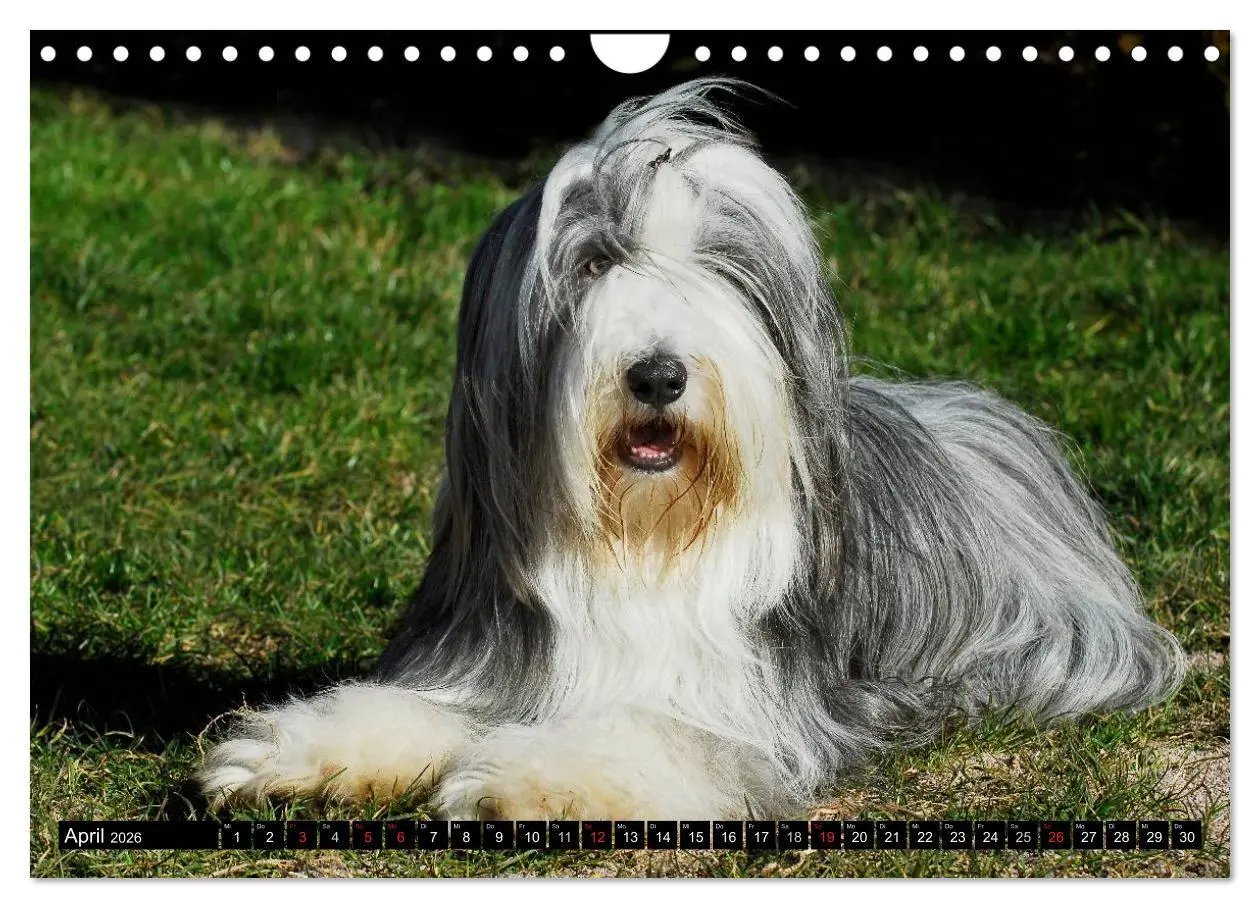 Bild: 9783516032383 | Liebenswerter Clown Bearded Collie (Wandkalender 2026 DIN A4 quer),...