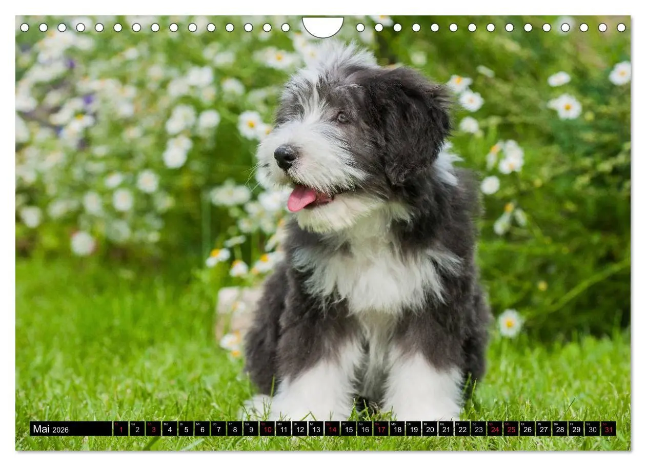 Bild: 9783516032383 | Liebenswerter Clown Bearded Collie (Wandkalender 2026 DIN A4 quer),...