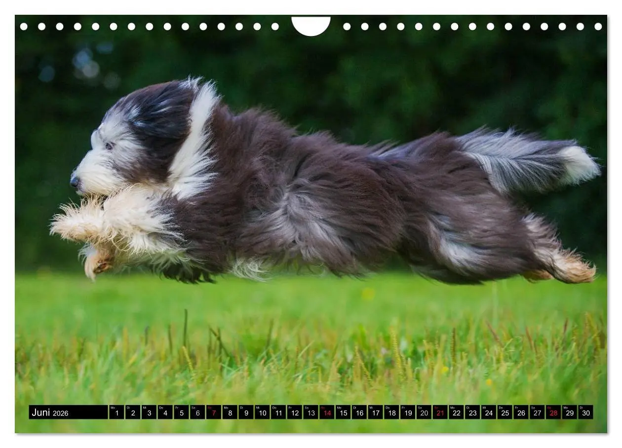 Bild: 9783516032383 | Liebenswerter Clown Bearded Collie (Wandkalender 2026 DIN A4 quer),...