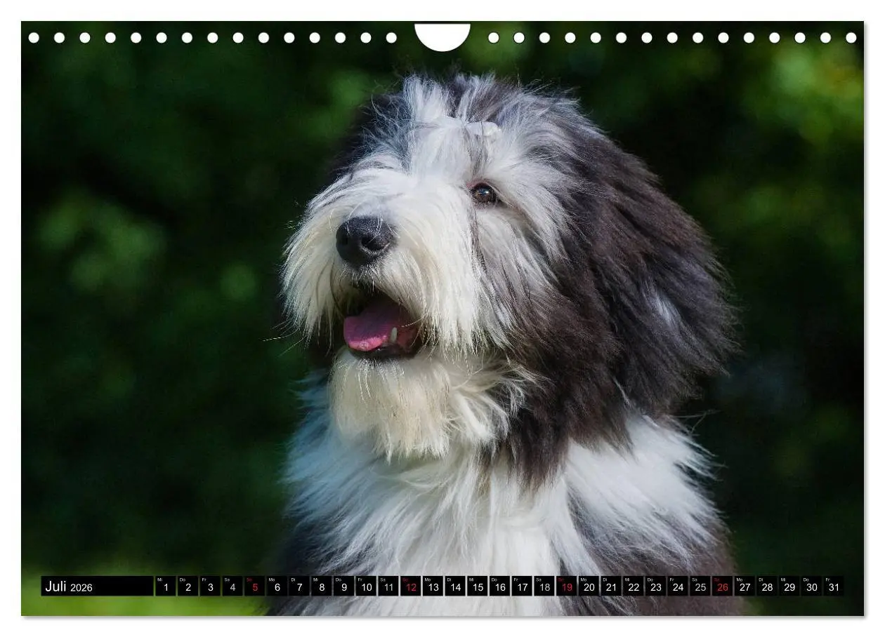 Bild: 9783516032383 | Liebenswerter Clown Bearded Collie (Wandkalender 2026 DIN A4 quer),...