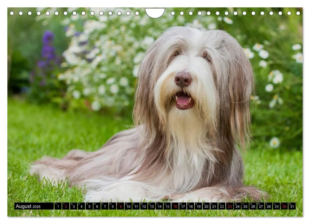 Bild: 9783516032383 | Liebenswerter Clown Bearded Collie (Wandkalender 2026 DIN A4 quer),...