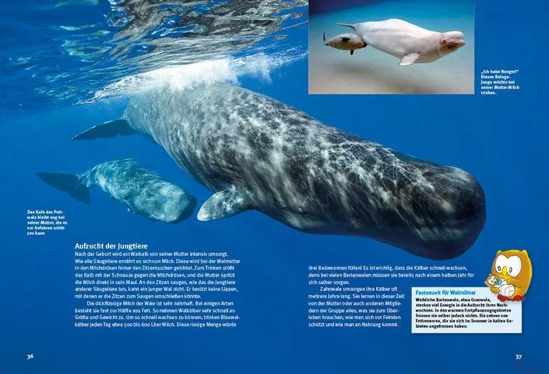 Bild: 9783866592483 | Entdecke die Wale | Thorsten Pickel | Buch | 56 S. | Deutsch | 2025
