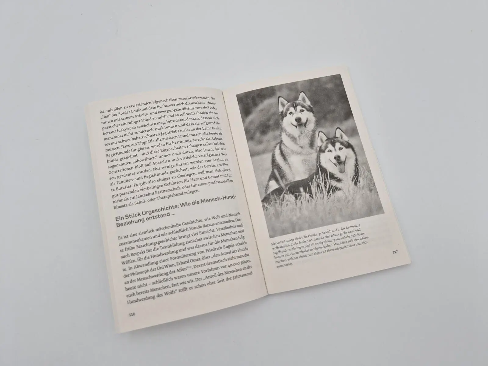 Bild: 9783492322683 | Warum Hunde uns zu besseren Menschen machen | Kurt Kotrschal | Buch