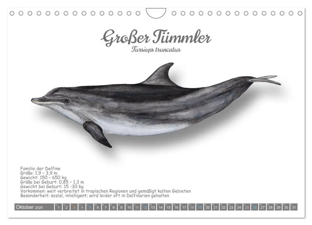 Bild: 9783457212783 | Wale und Delfine Steckbriefe (Wandkalender 2025 DIN A4 quer),...