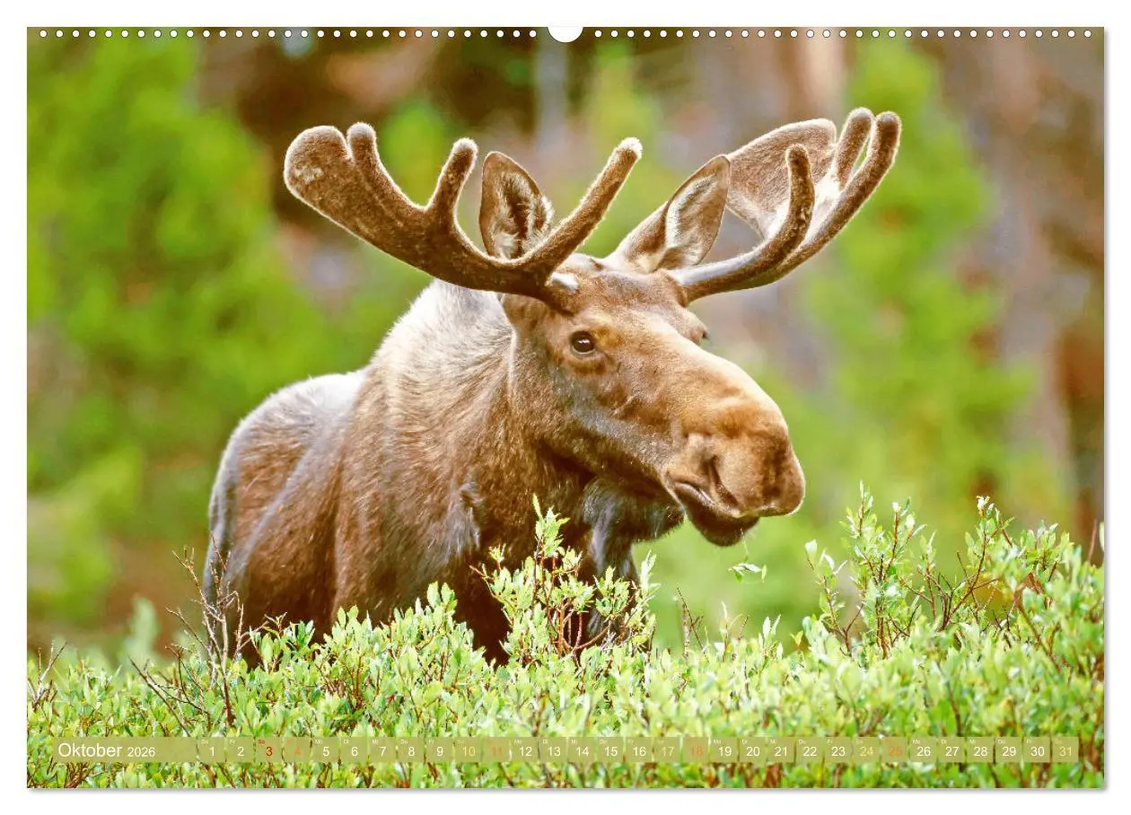 Bild: 9783457382783 | Elche: Nordische Riesen (Wandkalender 2026 DIN A2 quer), CALVENDO...