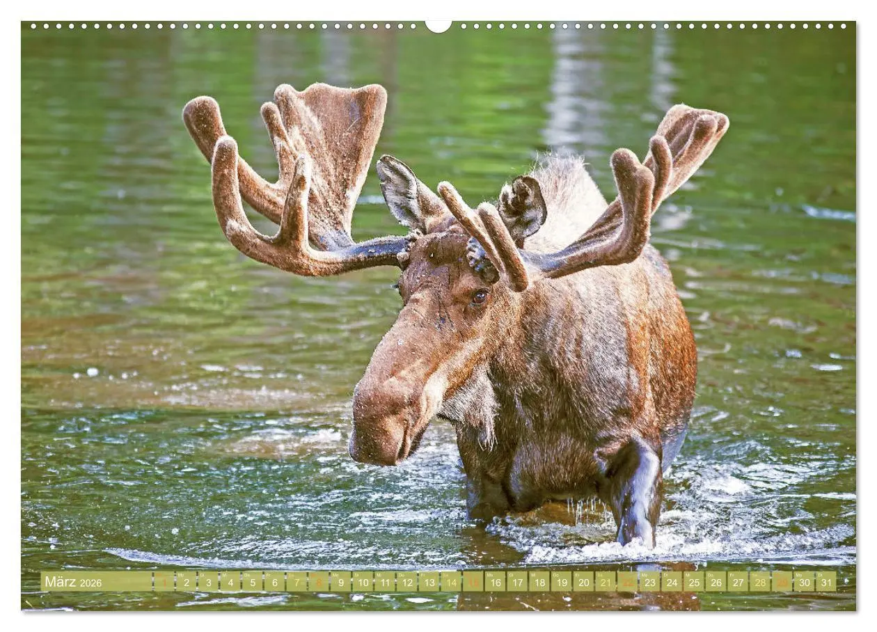Bild: 9783457382783 | Elche: Nordische Riesen (Wandkalender 2026 DIN A2 quer), CALVENDO...
