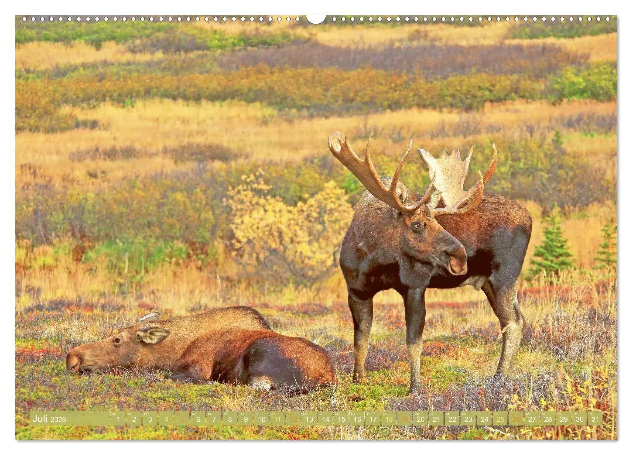 Bild: 9783457382783 | Elche: Nordische Riesen (Wandkalender 2026 DIN A2 quer), CALVENDO...