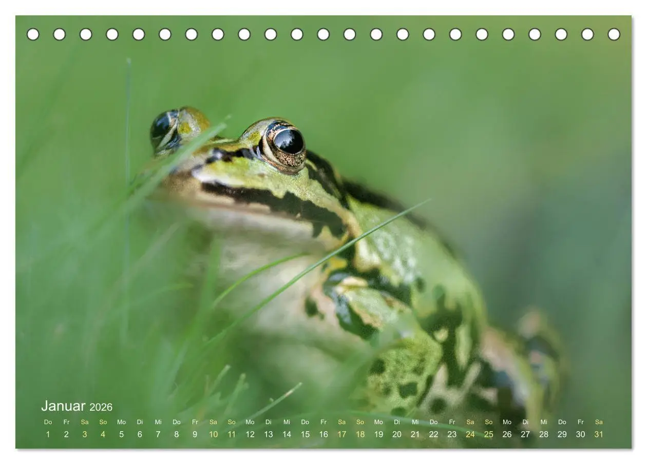 Bild: 9783457902783 | Frösche zum Verlieben (Tischkalender 2026 DIN A5 quer), CALVENDO...