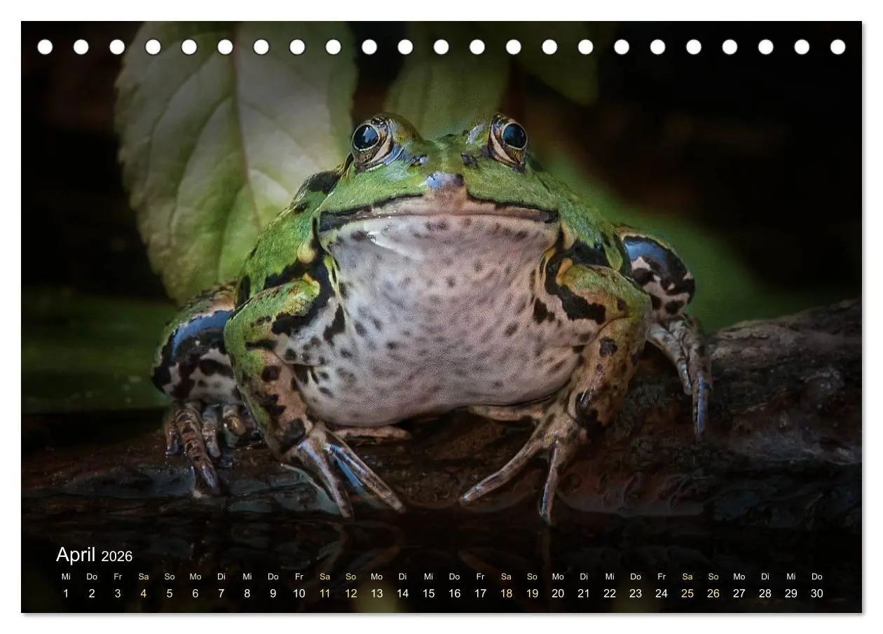 Bild: 9783457902783 | Frösche zum Verlieben (Tischkalender 2026 DIN A5 quer), CALVENDO...