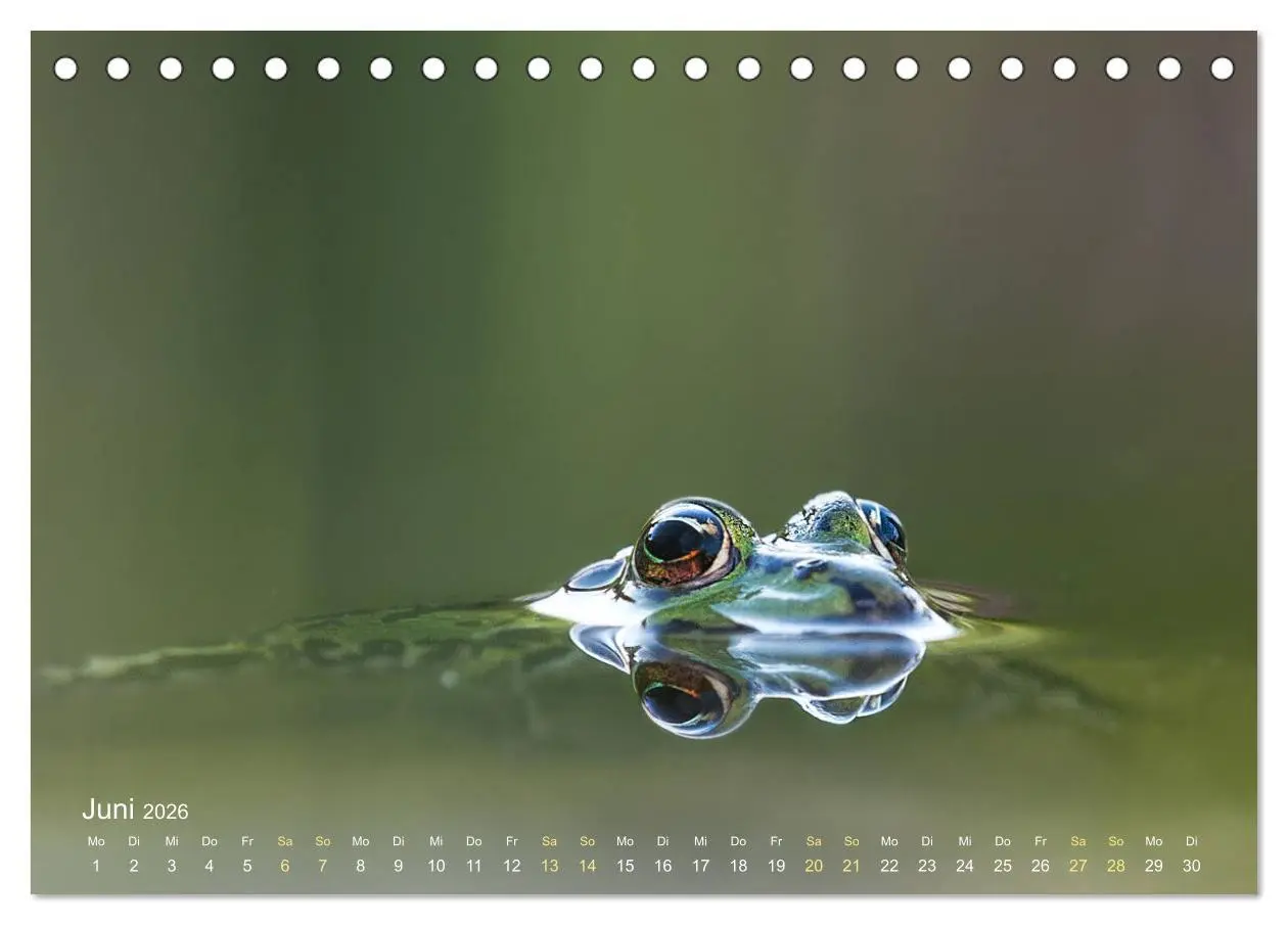 Bild: 9783457902783 | Frösche zum Verlieben (Tischkalender 2026 DIN A5 quer), CALVENDO...
