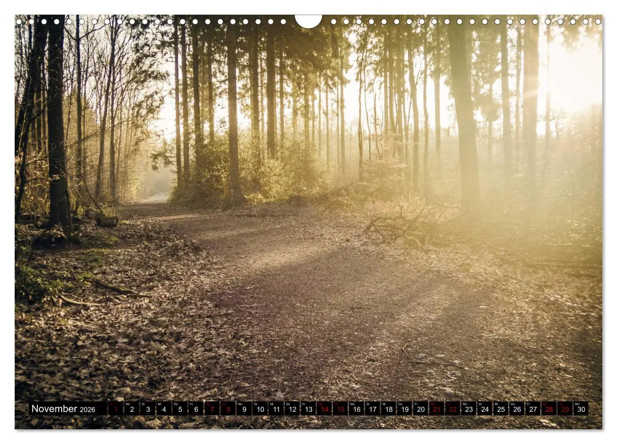 Bild: 9783457822883 | Wege des einfachen Glücks - Spaziergänge im Wald (Wandkalender 2026...