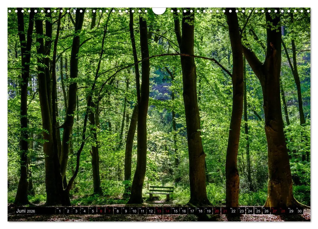 Bild: 9783457822883 | Wege des einfachen Glücks - Spaziergänge im Wald (Wandkalender 2026...