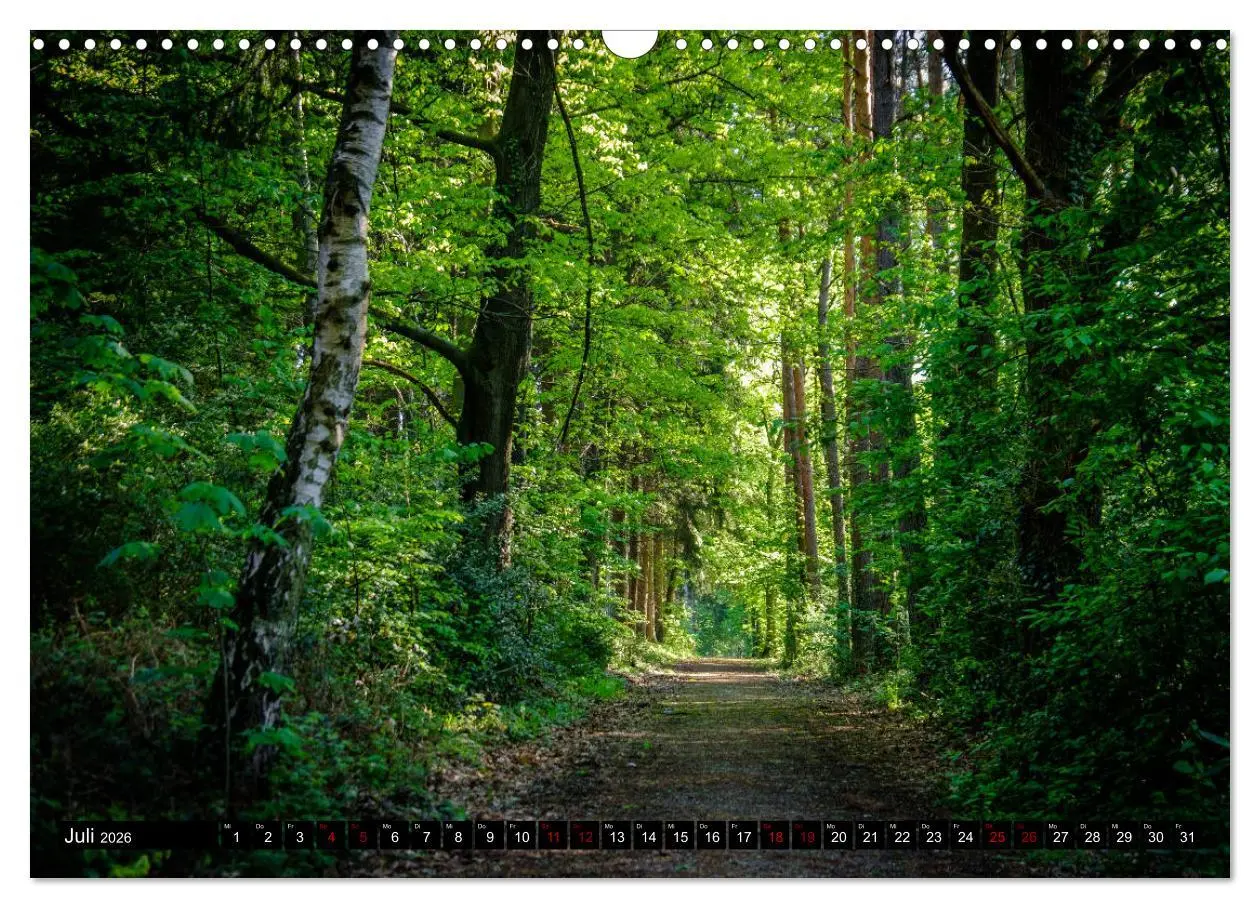 Bild: 9783457822883 | Wege des einfachen Glücks - Spaziergänge im Wald (Wandkalender 2026...