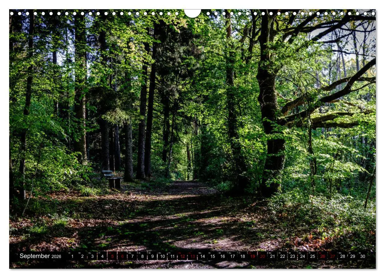 Bild: 9783457822883 | Wege des einfachen Glücks - Spaziergänge im Wald (Wandkalender 2026...