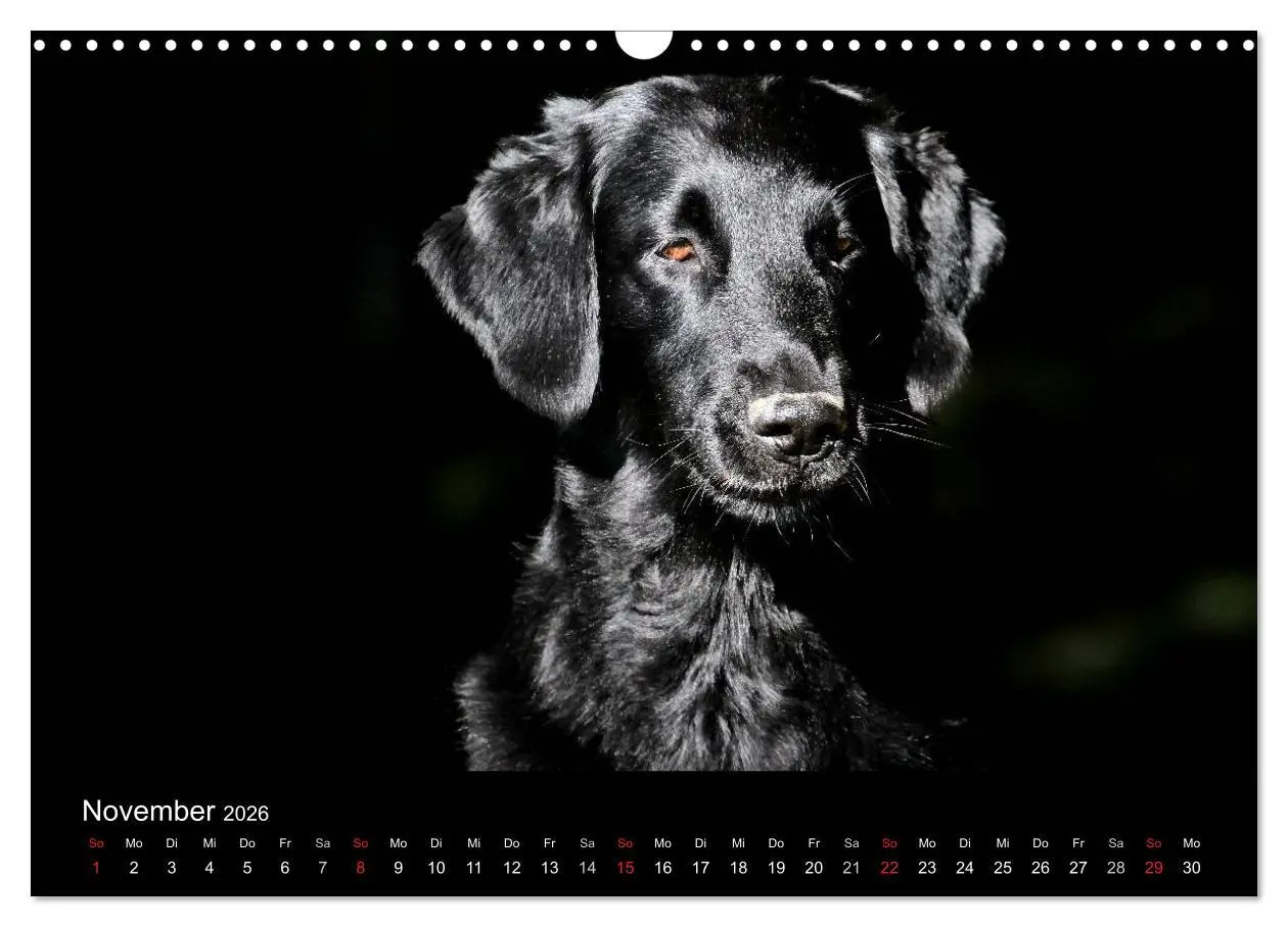 Bild: 9783516152883 | Flatcoated Retriever (Wandkalender 2026 DIN A3 quer), CALVENDO...