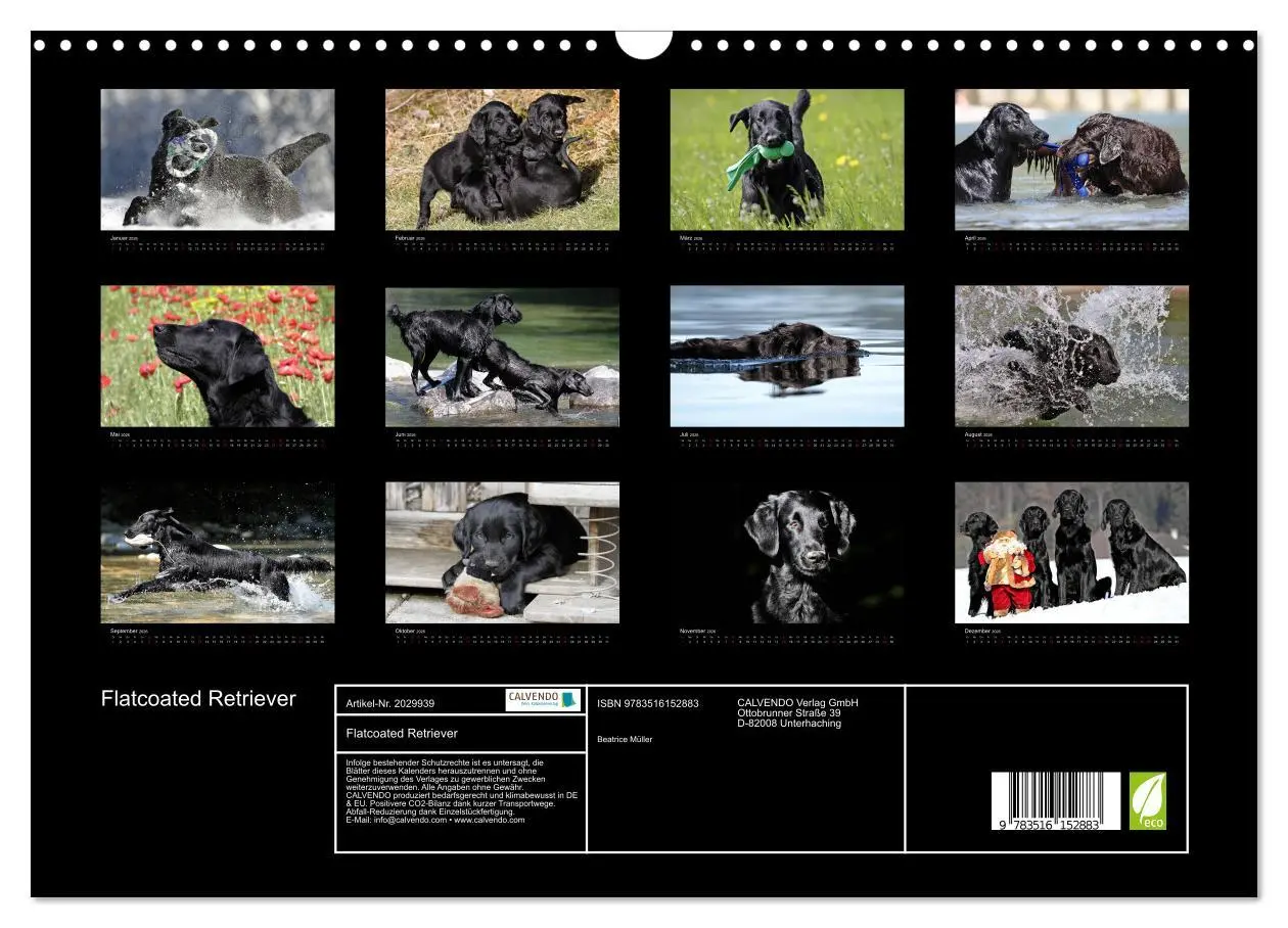 Bild: 9783516152883 | Flatcoated Retriever (Wandkalender 2026 DIN A3 quer), CALVENDO...