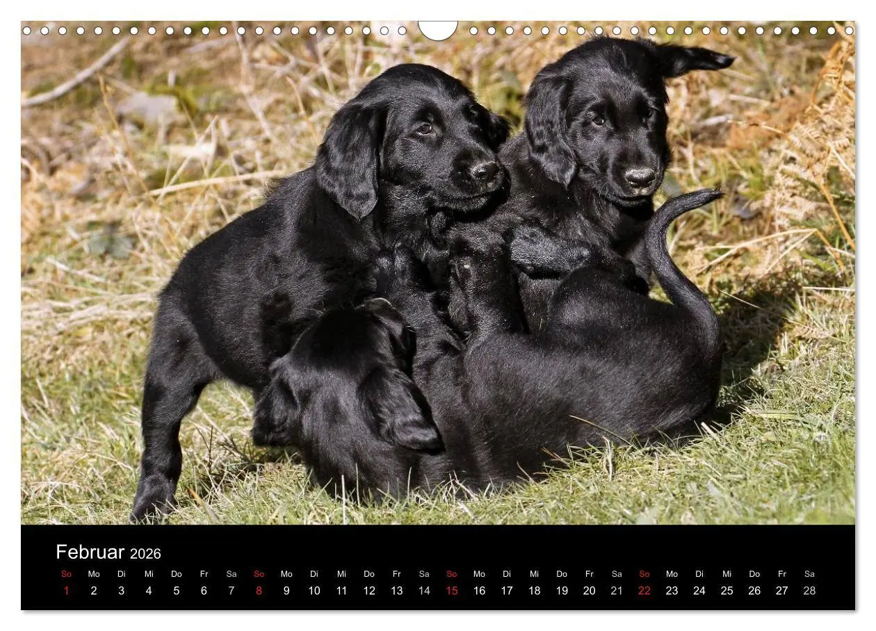 Bild: 9783516152883 | Flatcoated Retriever (Wandkalender 2026 DIN A3 quer), CALVENDO...