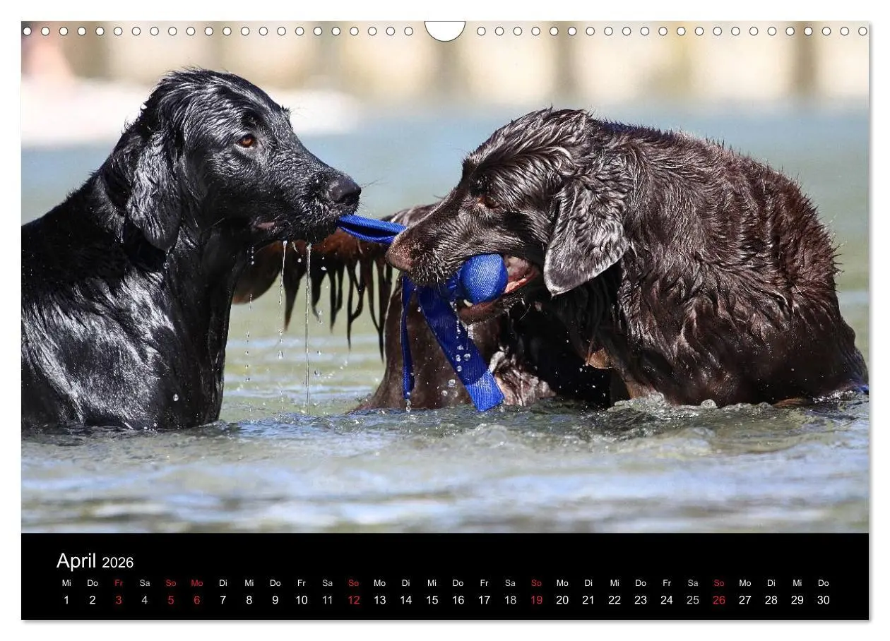 Bild: 9783516152883 | Flatcoated Retriever (Wandkalender 2026 DIN A3 quer), CALVENDO...