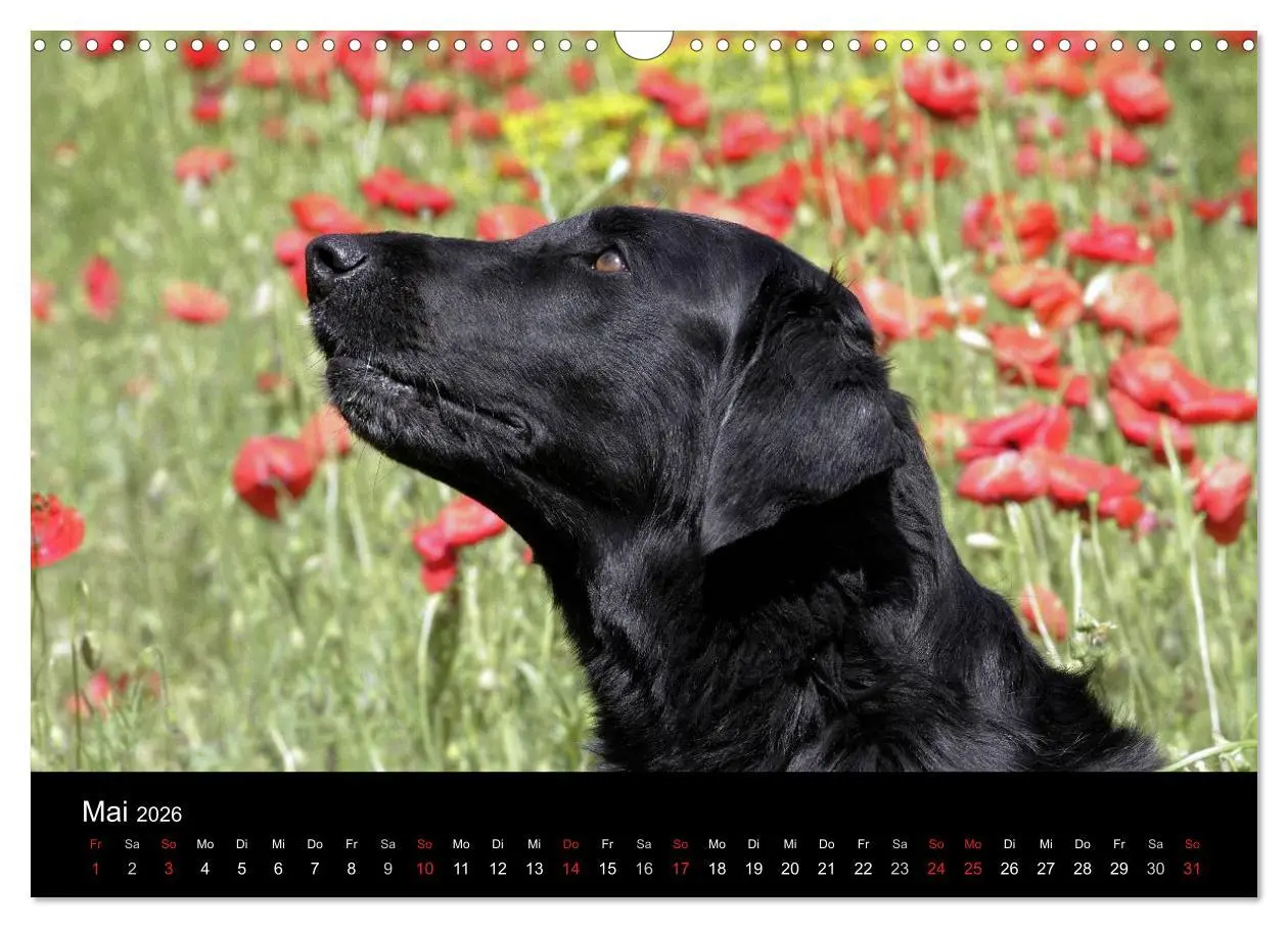 Bild: 9783516152883 | Flatcoated Retriever (Wandkalender 2026 DIN A3 quer), CALVENDO...