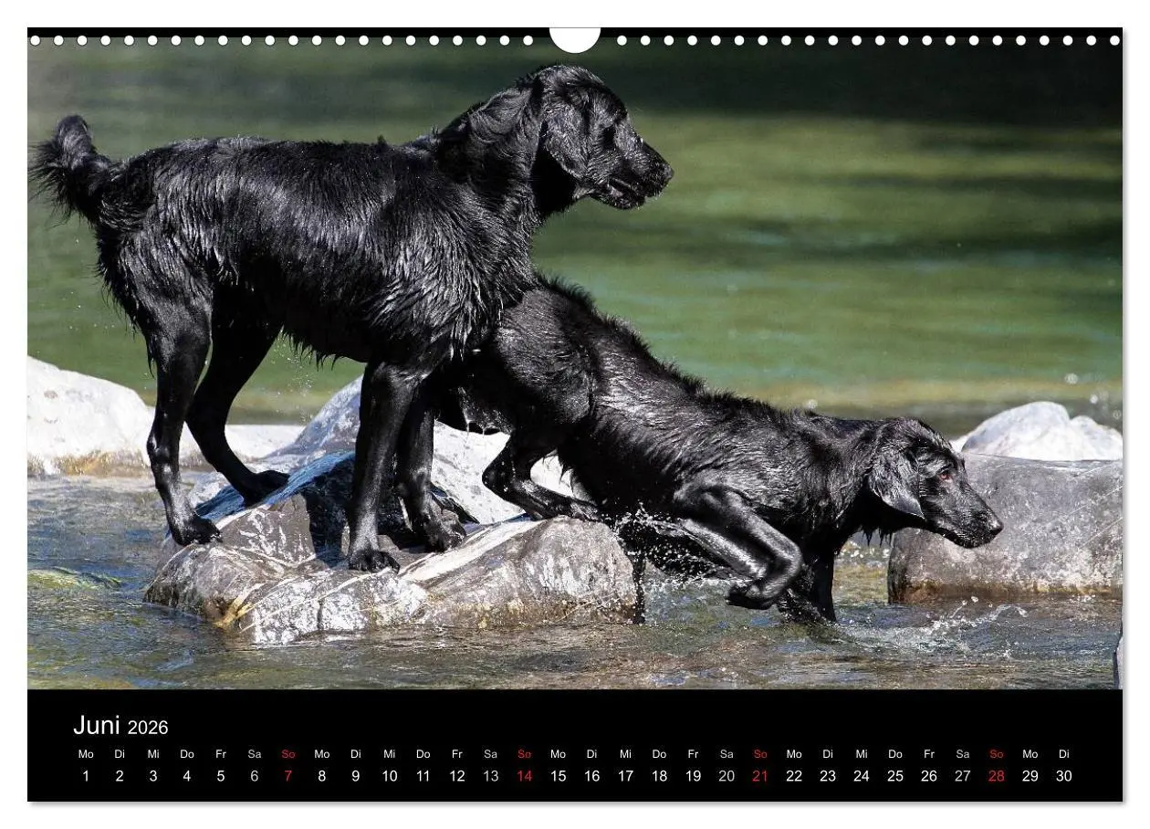 Bild: 9783516152883 | Flatcoated Retriever (Wandkalender 2026 DIN A3 quer), CALVENDO...