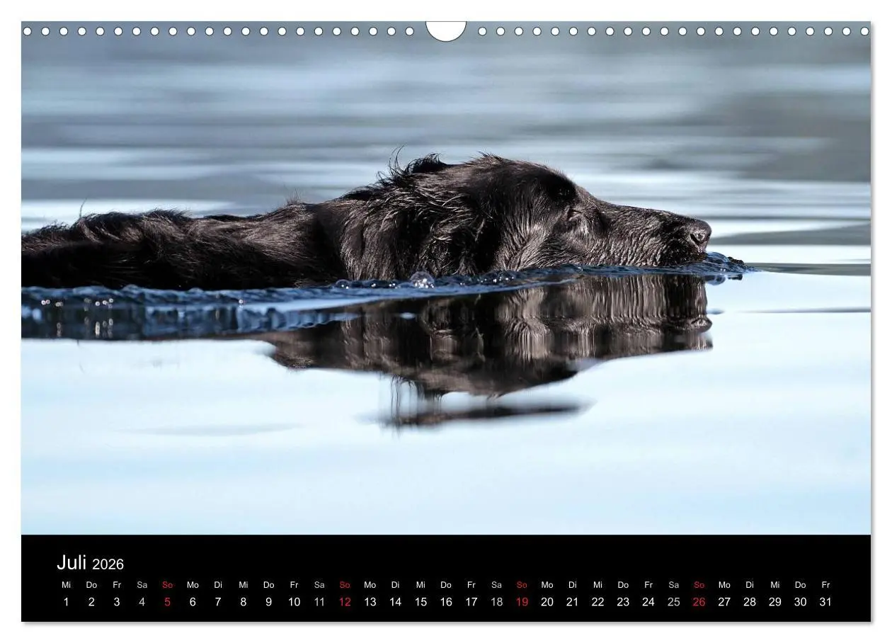 Bild: 9783516152883 | Flatcoated Retriever (Wandkalender 2026 DIN A3 quer), CALVENDO...