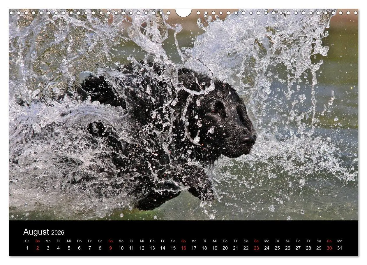 Bild: 9783516152883 | Flatcoated Retriever (Wandkalender 2026 DIN A3 quer), CALVENDO...