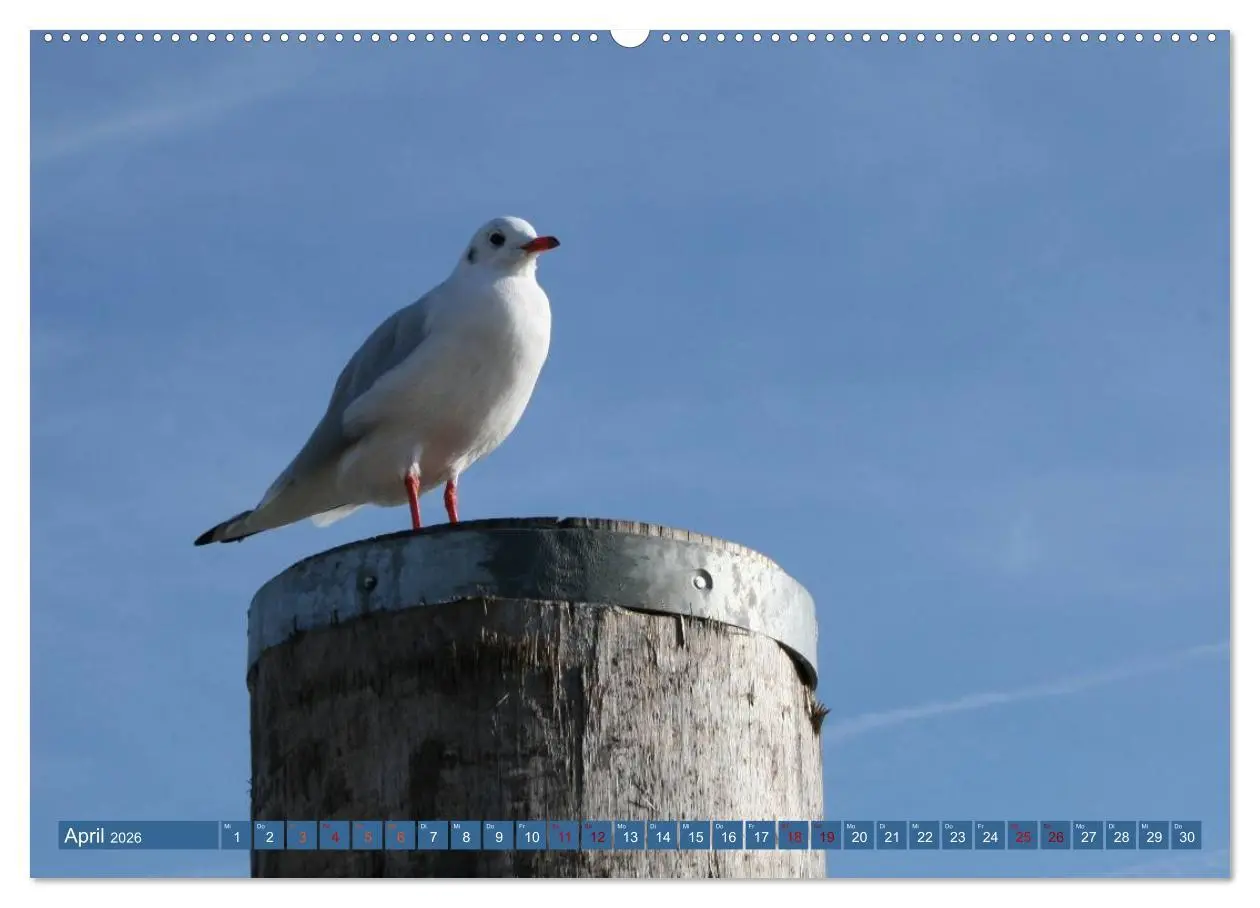 Bild: 9783516222883 | Maritimer Küstenzauber (Wandkalender 2026 DIN A2 quer), CALVENDO...