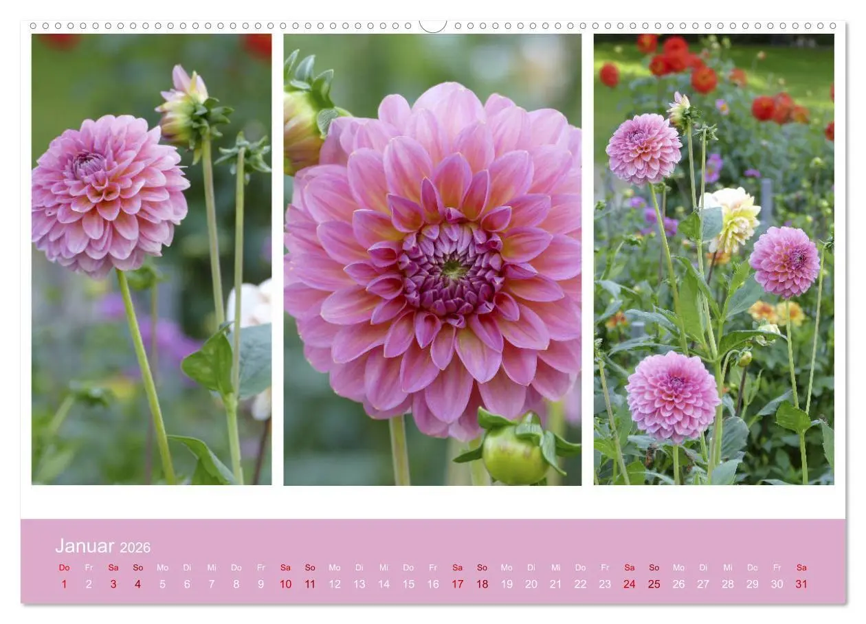 Bild: 9783457742983 | Dahlien-Triplets (hochwertiger Premium Wandkalender 2026 DIN A2...