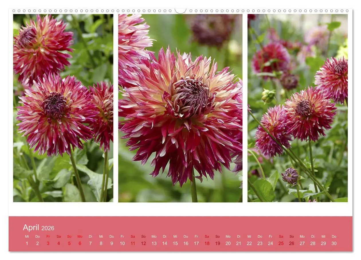 Bild: 9783457742983 | Dahlien-Triplets (hochwertiger Premium Wandkalender 2026 DIN A2...