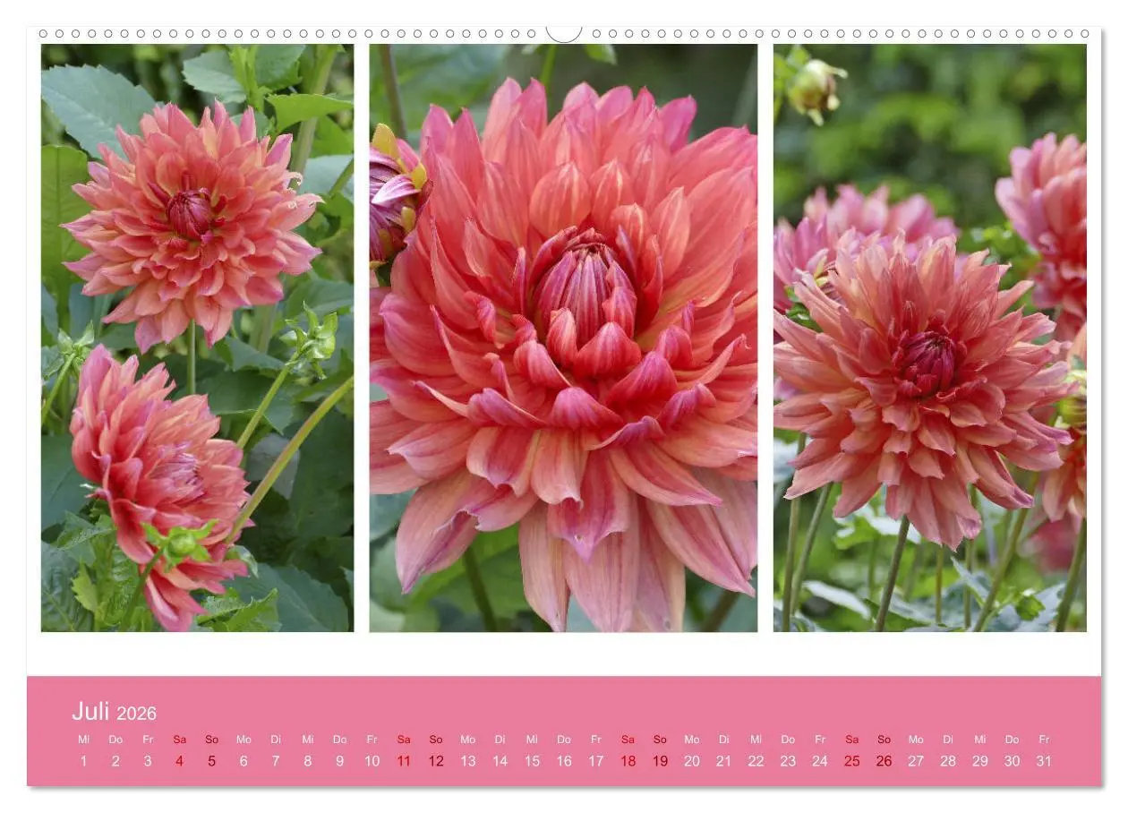 Bild: 9783457742983 | Dahlien-Triplets (hochwertiger Premium Wandkalender 2026 DIN A2...