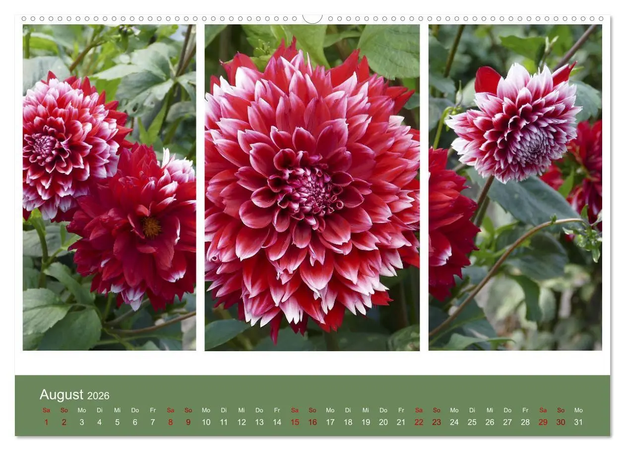 Bild: 9783457742983 | Dahlien-Triplets (hochwertiger Premium Wandkalender 2026 DIN A2...