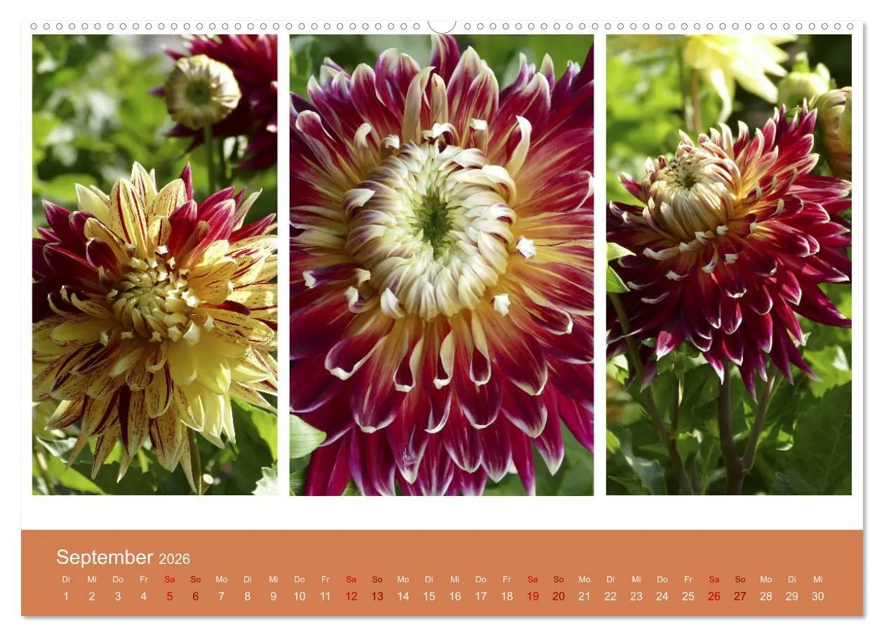Bild: 9783457742983 | Dahlien-Triplets (hochwertiger Premium Wandkalender 2026 DIN A2...