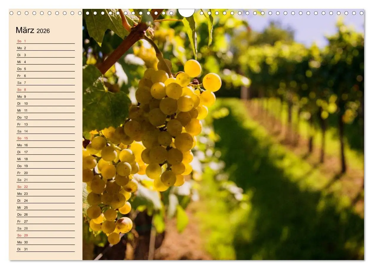 Bild: 9783457982983 | Weinanbau. Von der Traube zum Wein (Wandkalender 2026 DIN A3 quer),...
