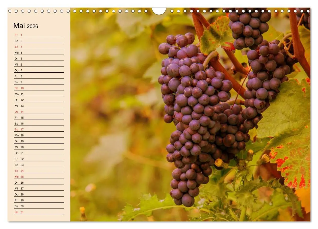 Bild: 9783457982983 | Weinanbau. Von der Traube zum Wein (Wandkalender 2026 DIN A3 quer),...