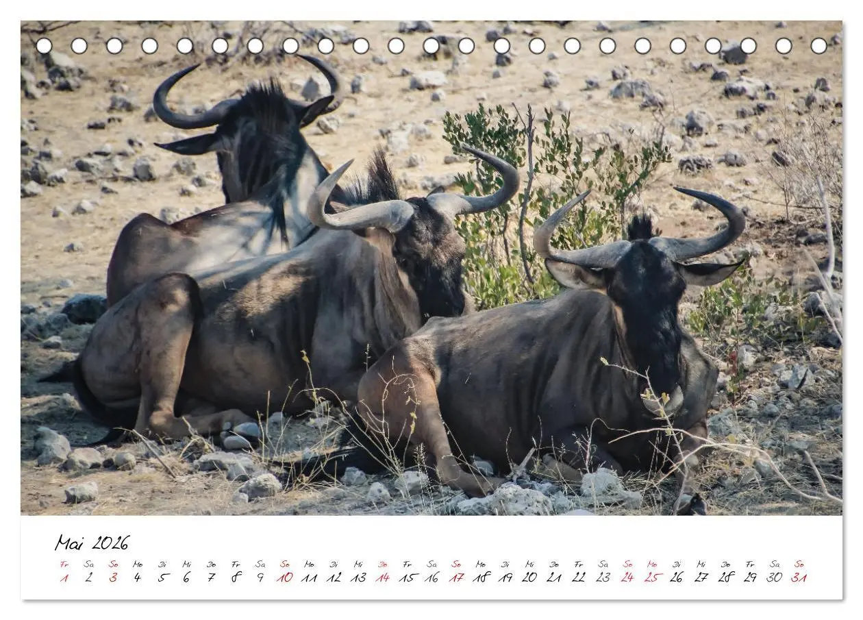 Bild: 9783457623183 | X Tage in Namibia - Ein Roadtrip im Süden von Afrika (Tischkalender...