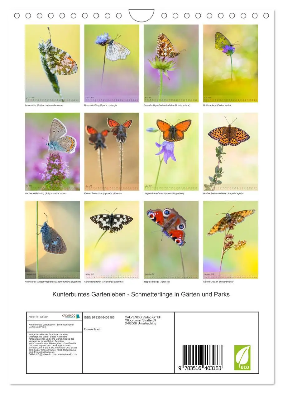 Bild: 9783516403183 | Kunterbuntes Gartenleben - Schmetterlinge in Gärten und Parks...