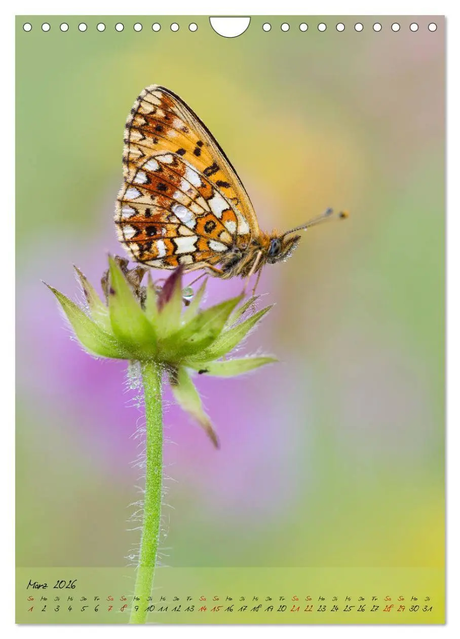 Bild: 9783516403183 | Kunterbuntes Gartenleben - Schmetterlinge in Gärten und Parks...