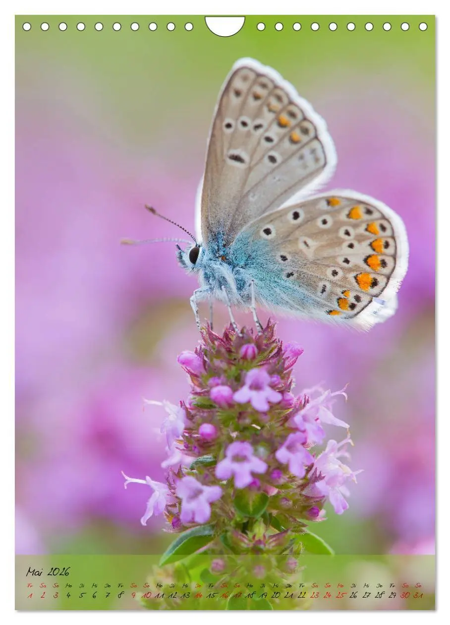 Bild: 9783516403183 | Kunterbuntes Gartenleben - Schmetterlinge in Gärten und Parks...