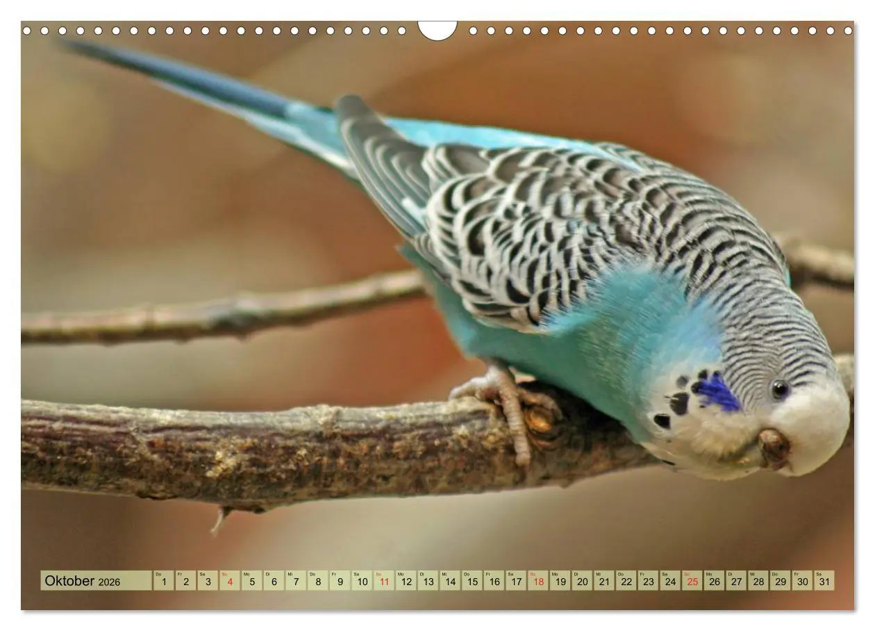 Bild: 9783516183283 | Wellensittiche (Wandkalender 2026 DIN A3 quer), CALVENDO...